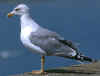 adult michahellis Yellow-legged Gull in August. (27843 bytes)