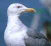 adult michahellis Yellow-legged Gull in August. (67746 bytes)