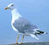 adult michahellis Yellow-legged Gull in August. (59460 bytes)