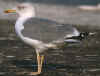 adult michahellis Yellow-legged Gull in August. (103910 bytes)