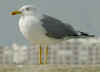 adult michahellis Yellow-legged Gull in November. (56596 bytes)