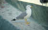 adult michahellis Yellow-legged Gull in November. (67275 bytes)