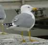 adult michahellis Yellow-legged Gull in November. (61929 bytes)