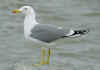 adult michahellis Yellow-legged Gull in November. (55401 bytes)