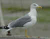 adult michahellis Yellow-legged Gull in September. (45551 bytes)