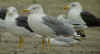 adult michahellis Yellow-legged Gull in September. (72798 bytes)