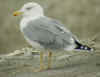 adult michahellis Yellow-legged Gull in September. (84355 bytes)
