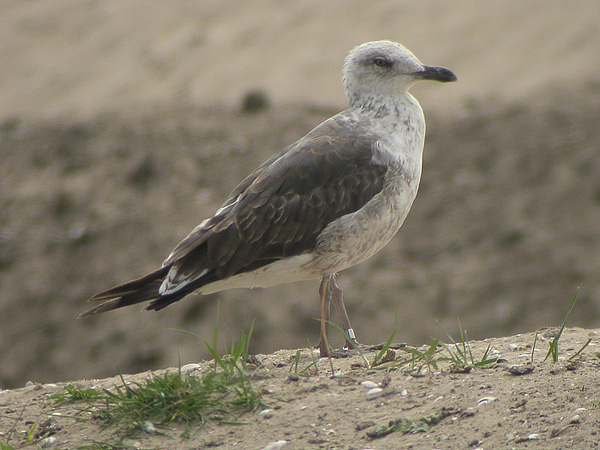 Lesser Black-backed Gull - Larus fuscus intermedius