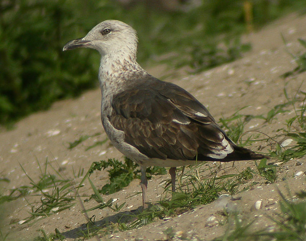 Lesser Black-backed Gull - Larus fuscus intermedius