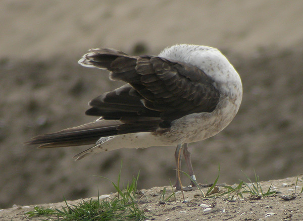 Lesser Black-backed Gull - Larus fuscus intermedius