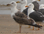 3cy Lesser Black-backed Gull L f intermedius
