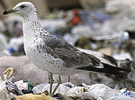 2cy Lesser Black-backed Gull L f intermedius