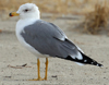 Larus armenicus