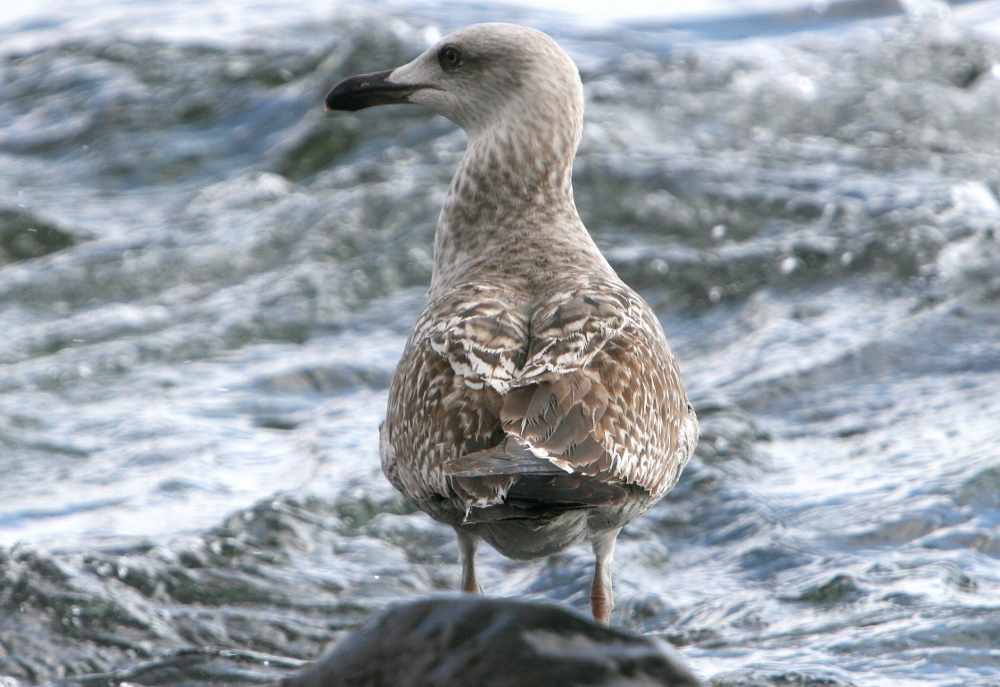 Gull Research Organisation