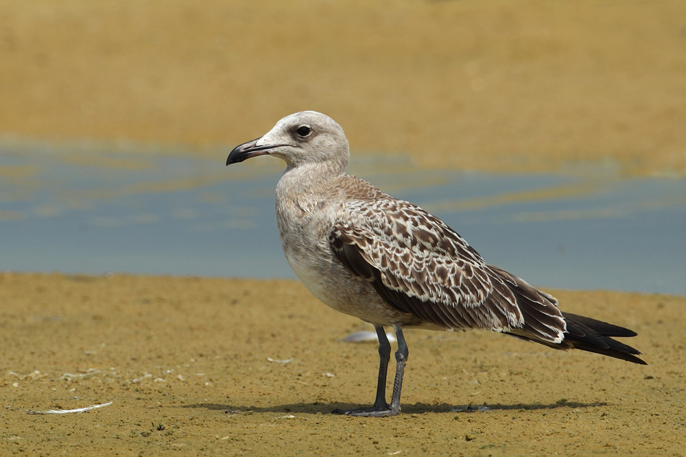 Ichthyaetus audouinii