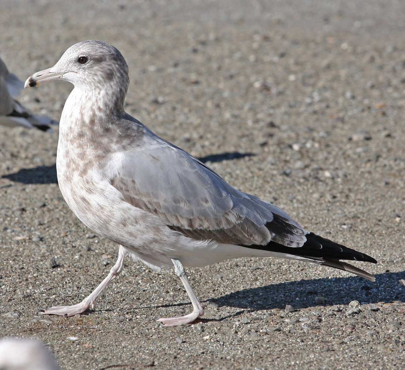 California Gull