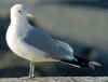 adult Common Gull (71020 bytes)