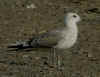 juvenile Common Gull (83532 bytes)