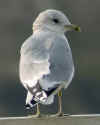 adult Common Gull - canus - in February. (48239 bytes)