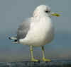 adult Common Gull - canus - in February. (39328 bytes)