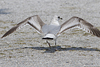 2cy Common Gull canus in July. (84131 bytes)