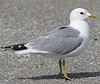 2cy Common Gull canus in July. (84131 bytes)