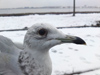 adult Common Gull - canus - in February. (41611 bytes)