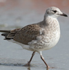 juvenile Common Gull (84344 bytes)
