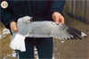 juvenile Common Gull (83532 bytes)