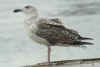 2cy Great Black-backed Gull in June. (77843 bytes)