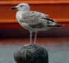 2cy Great Black-backed Gull in June. (61276 bytes)