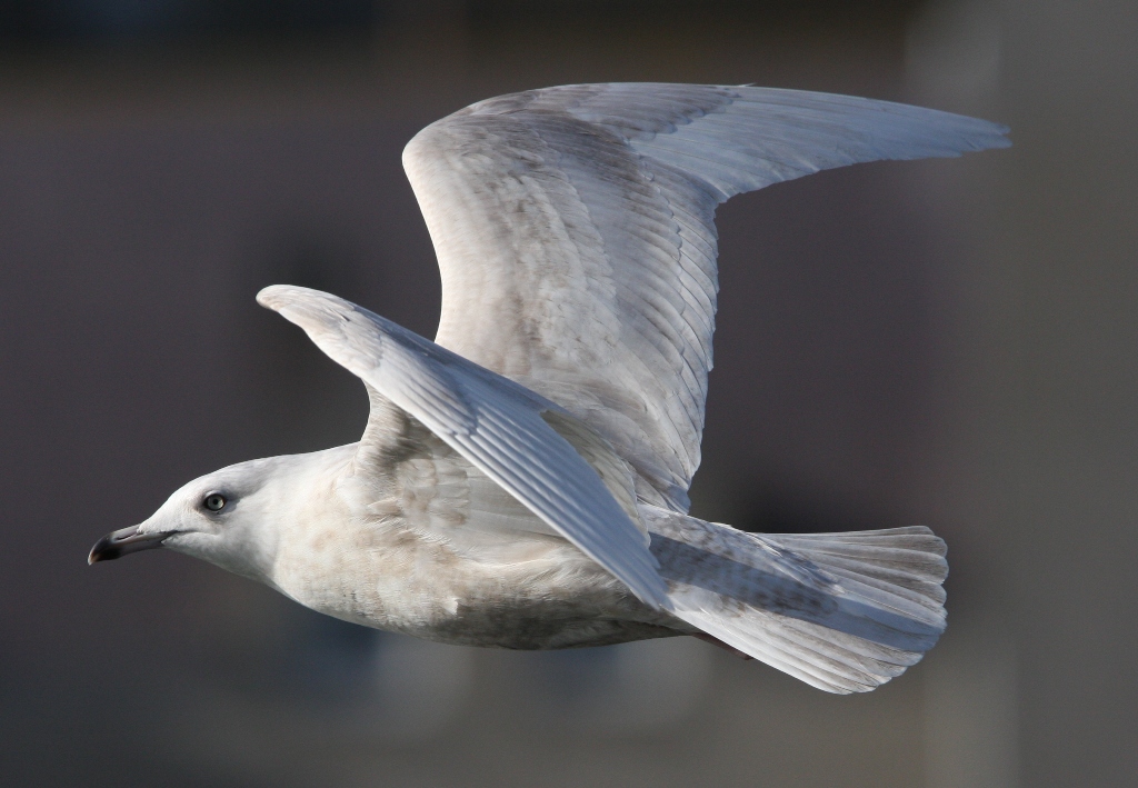 Gull Research Organisation