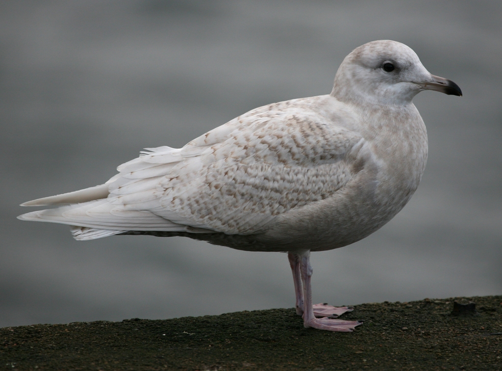 Gull Jan Rind Gull Research Organisation