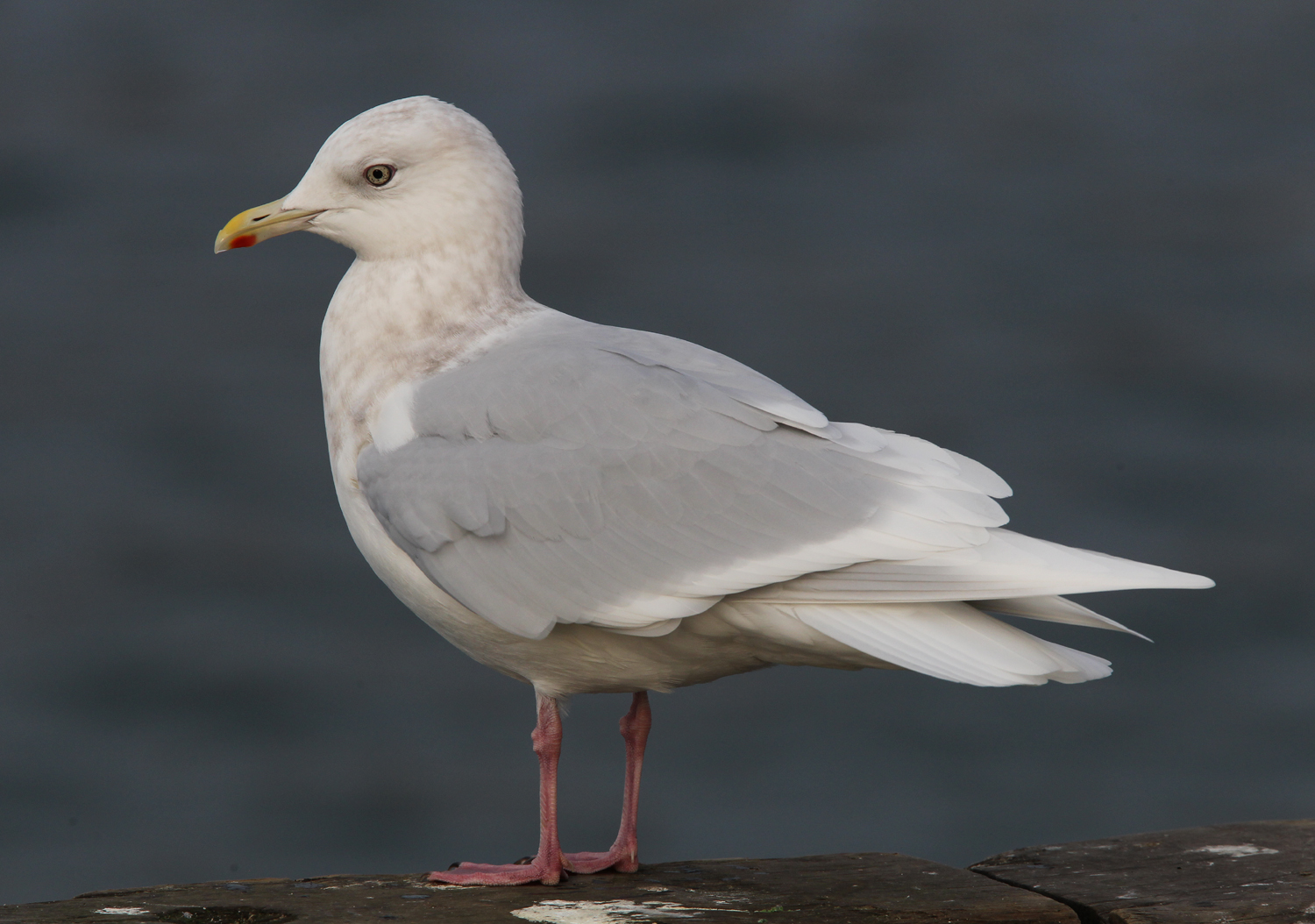 Gull Jan Rind Gull Research Organisation