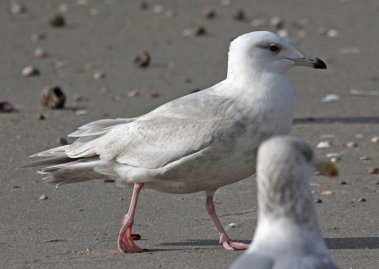 Gull Null Gull Research Organisation