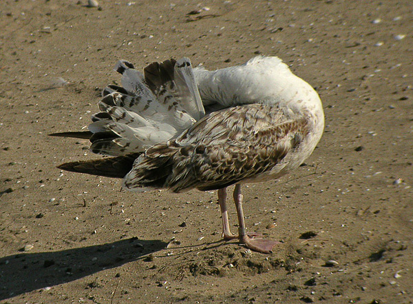 Lesser Black-backed Gull - Larus fuscus graellsii