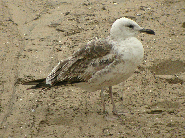 Lesser Black-backed Gull - Larus fuscus graellsii