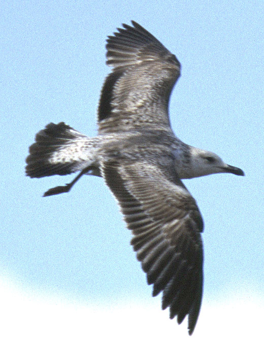 Heuglin's Gull - Larus heuglini