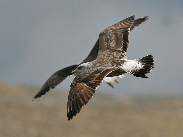 Lesser Black-backed Gull - Larus fuscus intermedius