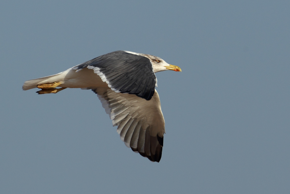 heuglin's gull