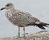1cy argentatus in August, ringed in Finland. (93512 bytes)