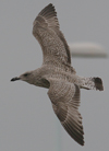 1cy Herring Gull in October. (87124 bytes)
