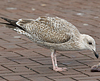 1cy argenteus in December, ringed in the Netherlands. (119951 bytes)
