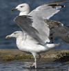 sub-adult Herring Gull in September. (75836 bytes)