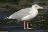 adult argenteus in October, ringed in the Netherlands. (79042 bytes)