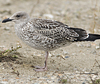 adult graellsii in May, ringed in the Netherlands. (83502 bytes)
