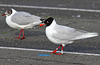 adult Mediterranean Gull white 6AY, in February. (65009 bytes)