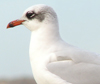 3 adult Mediterranean Gulls, including red ringed 731