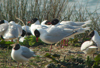 3 adult Mediterranean Gulls, including red ringed 731