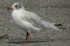 complete moult in 2cy Mediterranean Gull